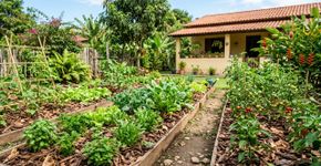 Jardineiros, atenção! Estes truques fáceis ajudam a eliminar as ervas daninhas sem gastar dinheiro em produtos químicos caros