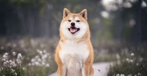 7 raças de cachorro de origem japonesa