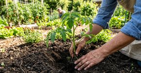 Quando e como plantar tomates em 2026: 1 truque antes de colocar a muda na terra