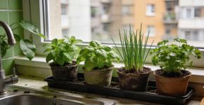 A ideia de horta de apartamento que nunca morre
