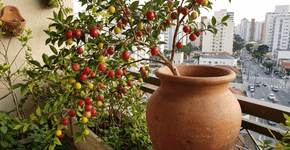 A fruta exótica que alegrou a sua infância agora é cultivada em pequenos vasos de barro para perfumar a varanda de toda sua família