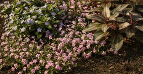 10 plantas rasteiras de crescimento rápido que dão ao seu jardim resultados rápidos e bonitos