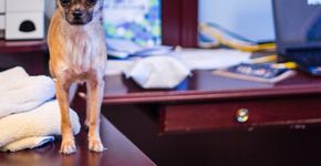 Empresa permite que funcionários levem animais ao trabalho