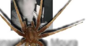 Cuidado com o golpe da aranha no perfil do Facebook