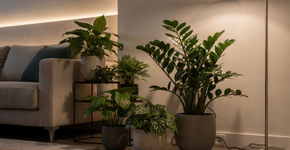 A planta certa pra cada cômodo da casa