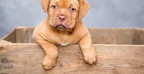 O que são os ‘olhos de cachorro’, a estratégia canina que conquista corações humanos