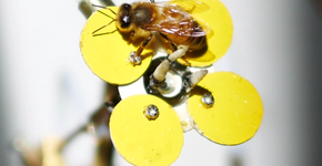 Flores mecânicas atraem abelhas e ajudam na polinização