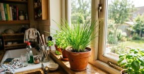 Como cultivar cebolinhas em casa e apreciá-las durante todo o ano