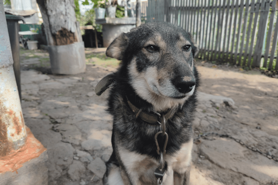 Rocky representa os cães sem raça definida, resultado de cruzamentos entre cães de diferentes raças e linhagens ao longo das gerações (Imagem: maxym28 | Shutterstock)