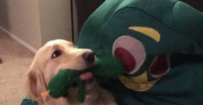 Cão ‘enlouquece’ ao ver dono fantasiado de seu brinquedo favorito