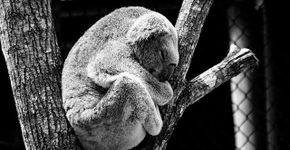 Foto: (Wow Phochiangrak/Pixabay)