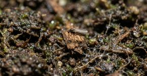 Mosquitinhos começam a aparecer sobre os vasos dentro de casa, e manter o substrato sempre úmido cria o ambiente ideal para as larvas do mosquito-do-fungo