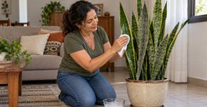 Poucos sabem disso: como limpar as folhas da sua sansevieria ou espada-de-são-jorge com um ingrediente da cozinha