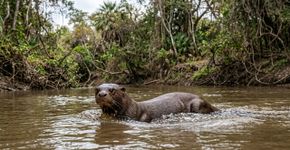 A Argentina conseguiu um feito histórico após 110 anos, e o retorno desse mamífero ao Chaco já começou a transformar o ecossistema desde o primeiro momento