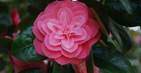 Confira 7 espécies de flores para cultivar em casa no outono