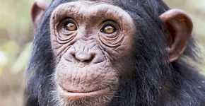 Animais sentem uma dor mais intensa do que seres humanos