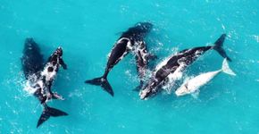 Que tal safári no mar com baleias, tubarões e orcas na África?