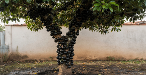 A fruta que parece pérolas negras gigantes que estouram um suco doce melhor que refrigerante