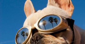 Feira no Memorial da América Latina tem dois dias de atividades para cães