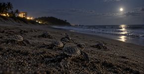 Tartarugas marinhas recém-nascidas usam sinais de luz e do horizonte para encontrar o mar, e iluminação artificial pode desviar a rota