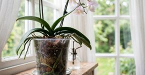 Orquídea continua verde, mas deixa de florescer por muitos meses, e a diferença de luz entre o local onde ela vive e o que a espécie precisa pode ser o principal obstáculo