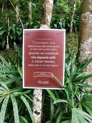 Árvores da sabedoria no jardim do Rituaali