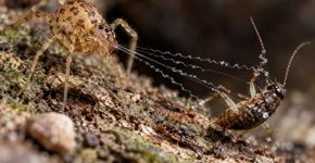 Aranhas cuspideiras lançam uma mistura pegajosa em zigue zague para prender a presa antes de se aproximar, reduzindo o risco do ataque direto e imobilizando pernas e antenas na mesma descarga