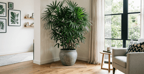 Planta ráfia é elegante, fácil de cuidar e pode transformar a decoração da sala sem precisar de reforma