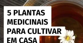 5 plantas medicinais para cultivar em casa