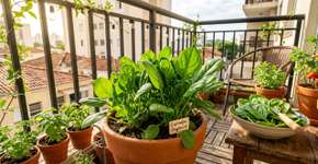 Como cultivar espinafre em casa para uma colheita rápida e fresca