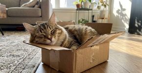 Gatos preferem caixas pequenas até quando elas são apenas desenhadas no chão: cientistas explicam por que o espaço apertado atrai o animal