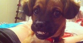 Saiba como fazer um pau de selfie com apenas R$1