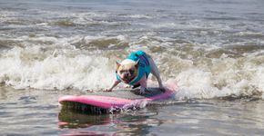 Foto: (Reprodução/ Facebook Cherie the Surf Dog)