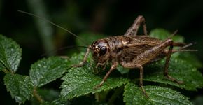 Se você ouvir grilos cantando em casa ou no jardim à noite, descubra o que isso pode indicar e por que muitos consideram um sinal positivo