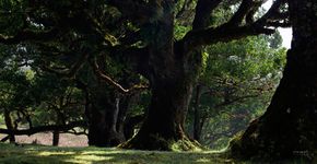 Árvores centenárias de São Paulo ganham campanha