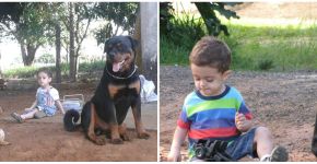 Cachorro salva-vidas é o primeiro a detectar convulsão de menino