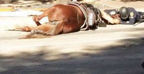 Policial conforta cavalo atropelado e emociona internet