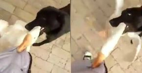 Cão salva dono que estava sendo atacado por ganso e viraliza