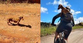 Desnutrido, cachorro é adotado por ciclistas em história emocionante
