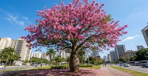 A árvore de tronco barrigudo e cheio de espinhos que enche as cidades de flores cor-de-rosa e ainda solta uma paina parecida com algodão