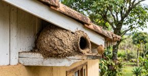 Qual o significado da presença de um joão-de-barro construindo ninho na minha varanda?
