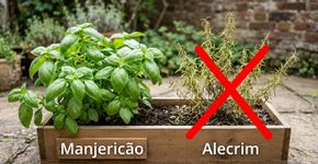 Nas hortas das nossas avós os pés de alecrim duravam anos porque o macete não é o adubo forte, mas o fato de que eles nunca são plantados junto com manjericões que exigem muito mais água