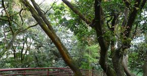 Pista de Caminhada
