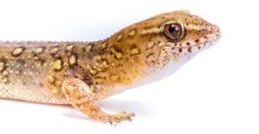 Lagartixa passa por evolução relâmpago para sobreviver em Goiás