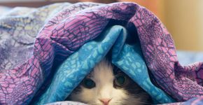Foto: (Osobystist/istock)