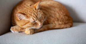 Foto: (Yana Gavriloski/istock)
