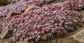 Esta maravilhosa planta perene cria um verdadeiro tapete de flores no jardim e quase não precisa de cuidados