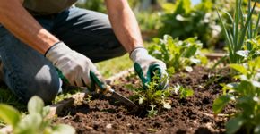 As maneiras mais baratas e fáceis de lidar com ervas daninhas em jardins