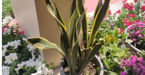 6 plantas que trazem sorte e proteção para a sua casa
