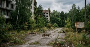 40 anos após Chernobyl, lobos, linces e cavalos selvagens transformam a zona de exclusão em refúgio da vida selvagem